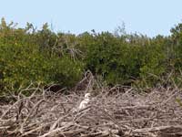 egret